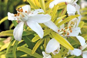 Little Honey Bee has white flowers and golden leaves